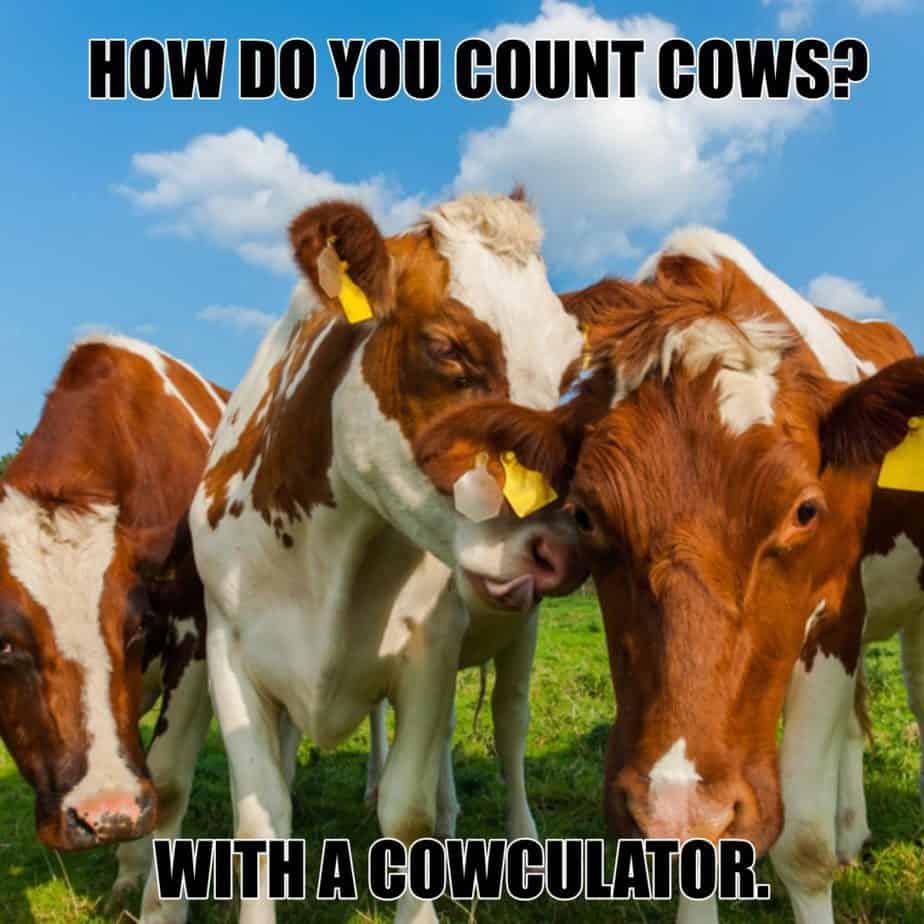 How do you count cows With a cowculator