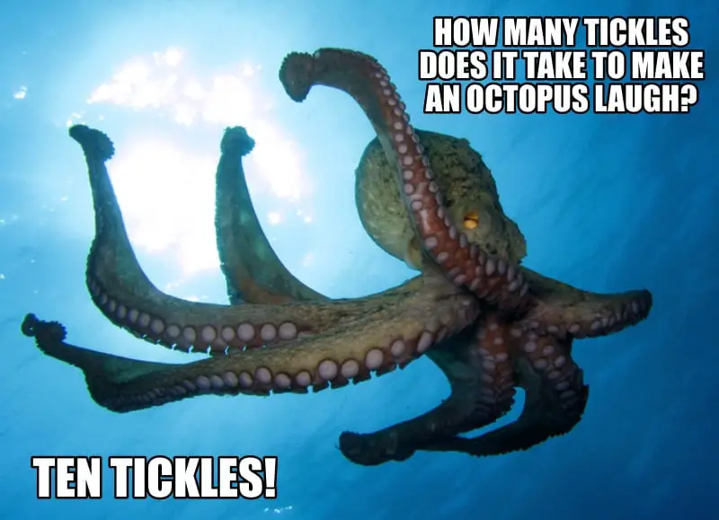 How many tickles does it take to make an octopus laugh Ten tickles