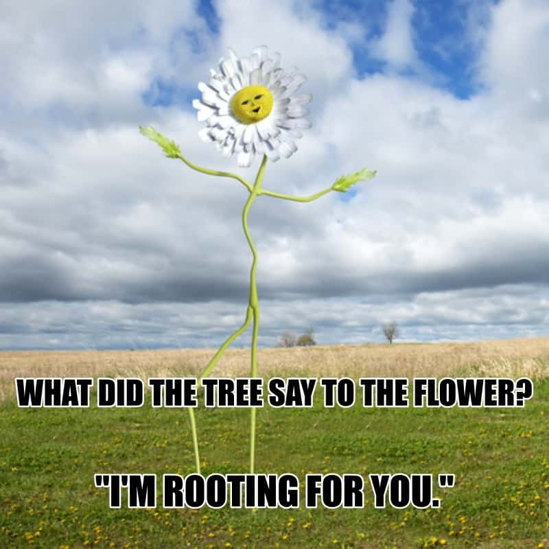What did the tree say to the flower Im rooting for you