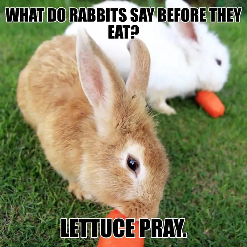 What do rabbits say before they eat Lettuce pray