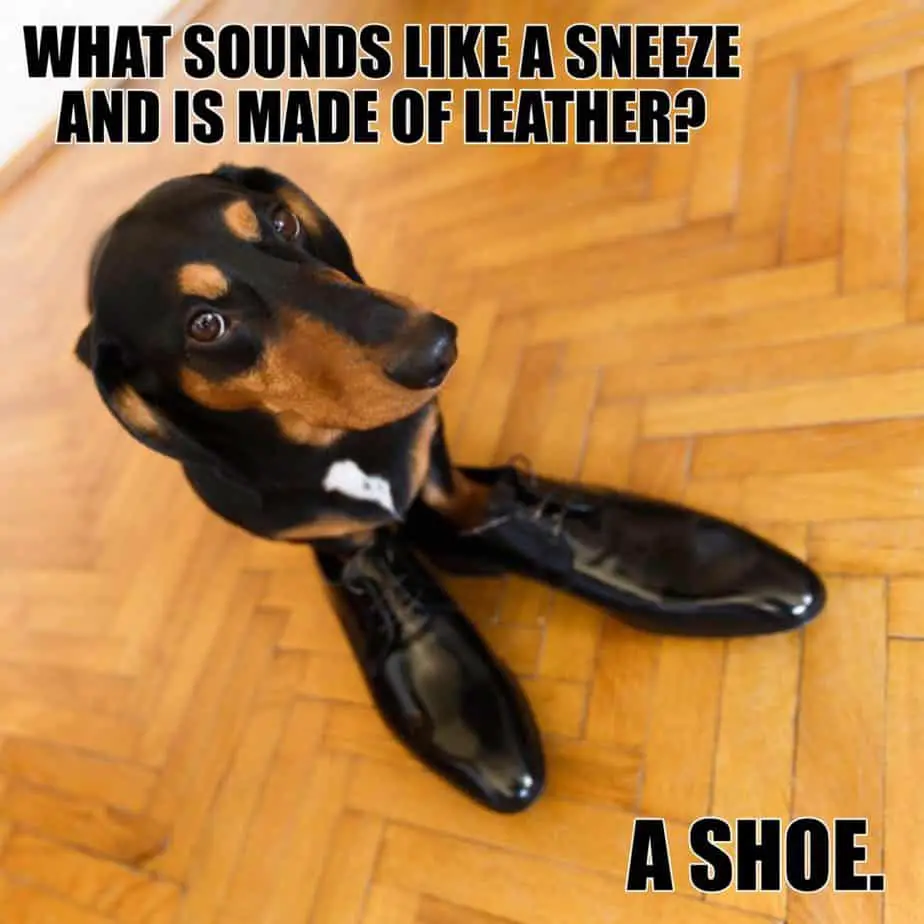 What sounds like a sneeze and is made of leather A shoe