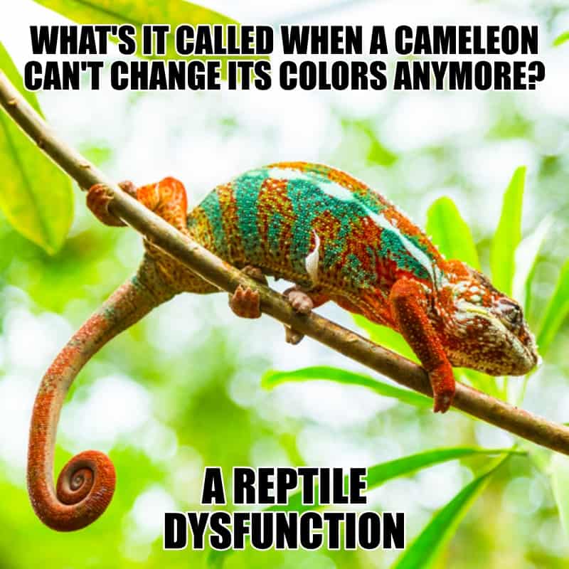 Whats it called when a Cameleon cant change its colors anymore A Reptile Dysfunction