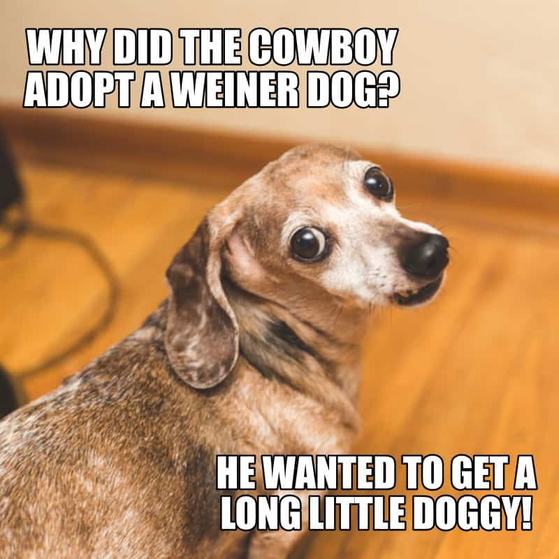 Why did the cowboy adopt a weiner dog He wanted to get a long little doggy