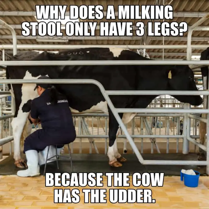 Why does a milking stool only have 3 legs Because the cow has the udder