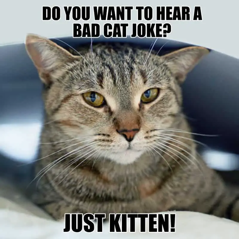 Do you want to hear a bad cat joke Just kitten