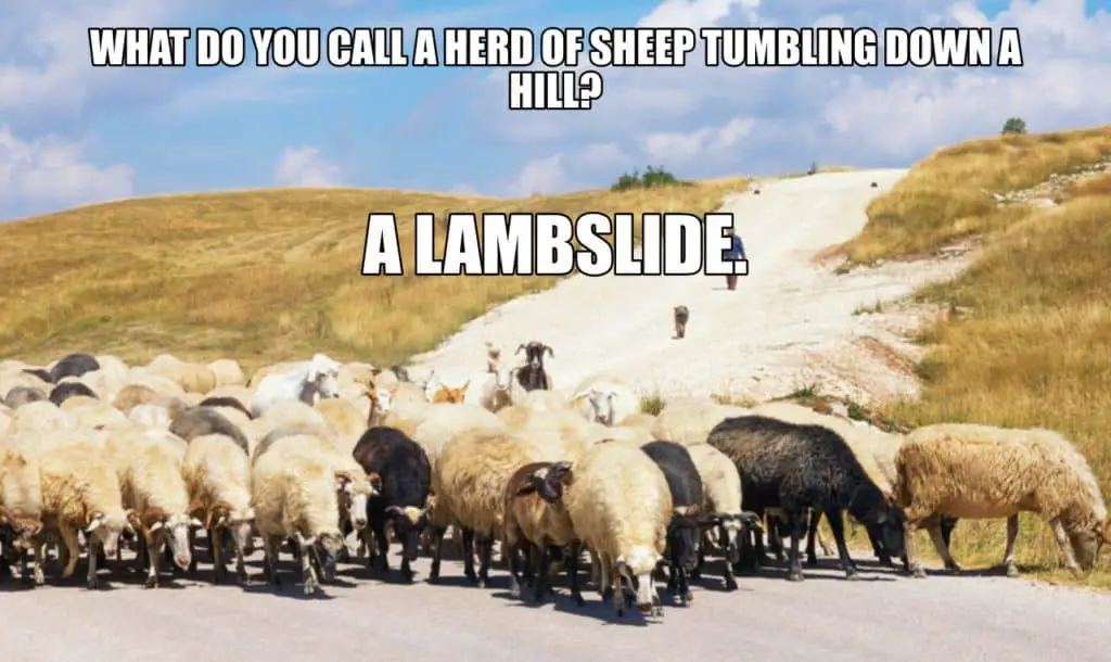 WHAT DO YOU CALL A HERD OF SHEEP TUMBLING DOWN A HILL A LAMBSLIDE