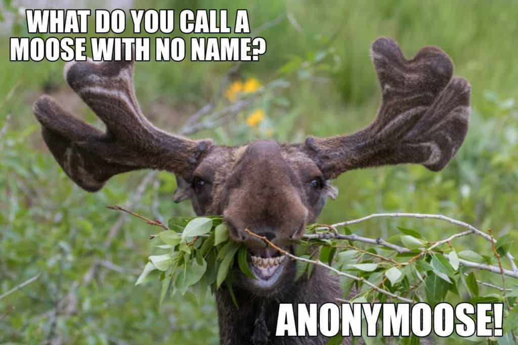WHAT DO YOU CALL A MOOSE WITH NO NAME ANONYMOOSE 1