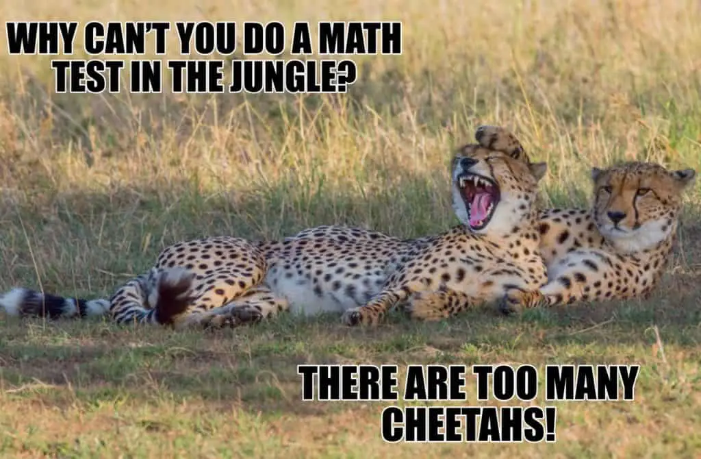 WHY CANT YOU DO A MATH TEST IN THE JUNGLE THERE ARE TOO MANY CHEETAHS