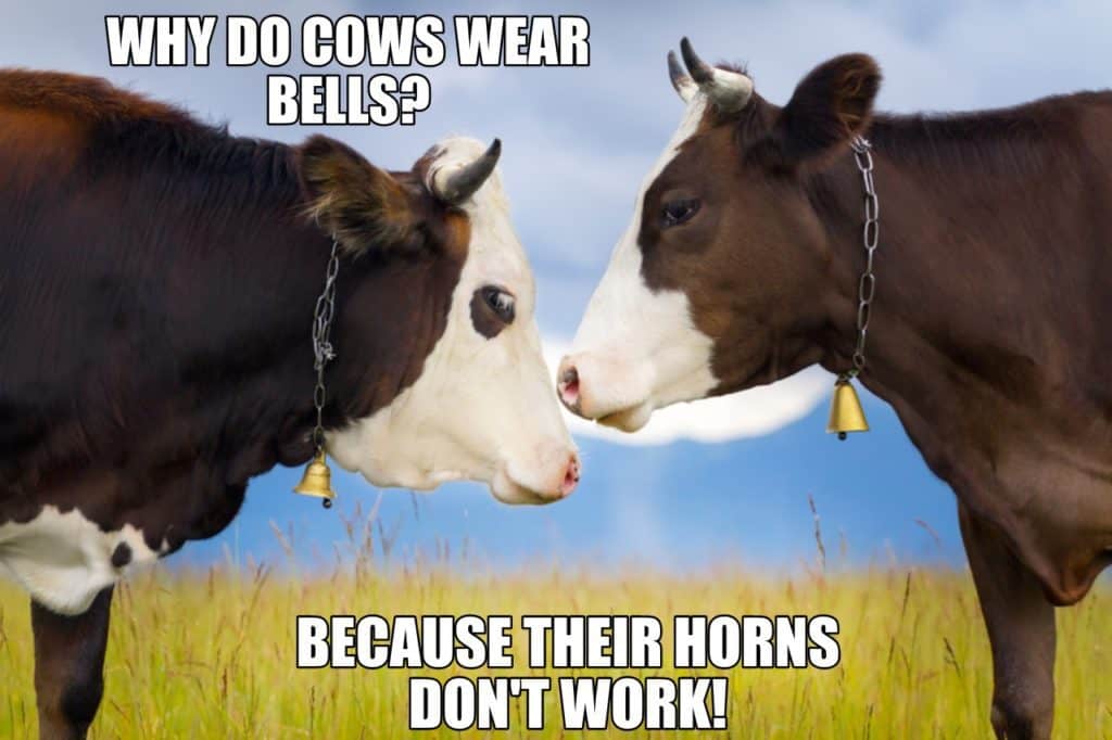 WHY DO COWS WEAR BELLS BECAUSE THEIR HORNS DONT WORK