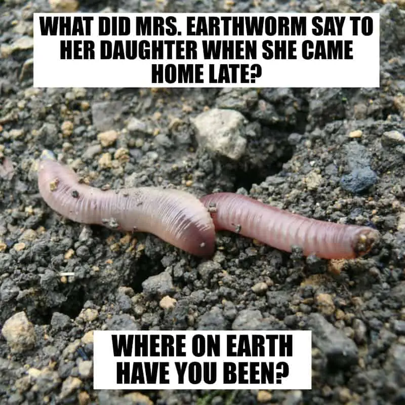 What did Mrs. Earthworm say to her daughter when she came home late Where on earth have you been