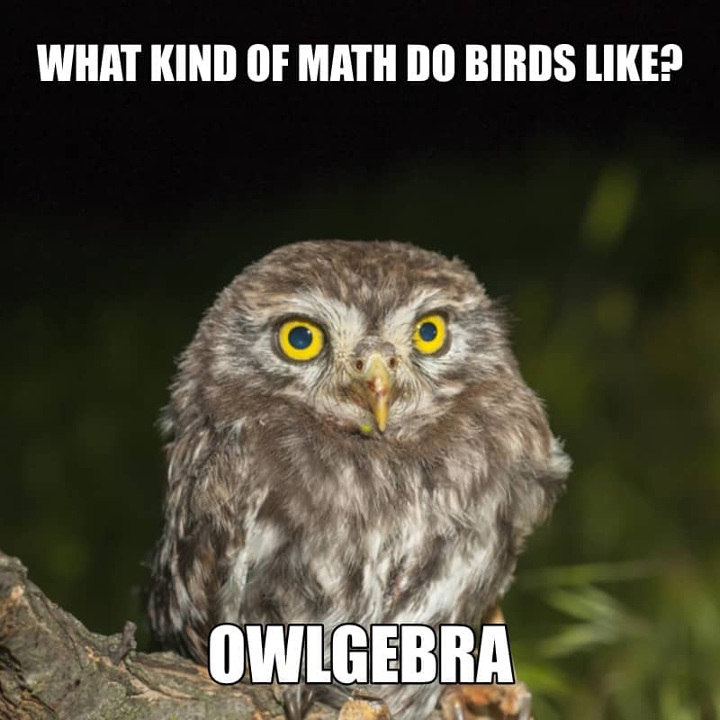 What kind of math do birds like Owlgebra