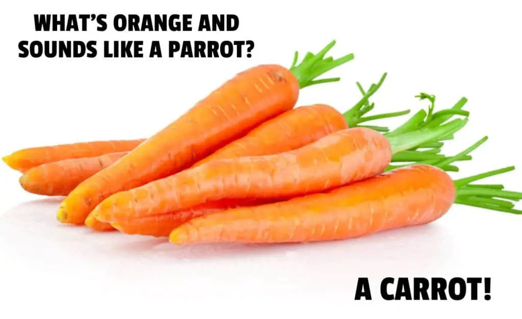 Whats orange and sounds like a parrot A Carrot