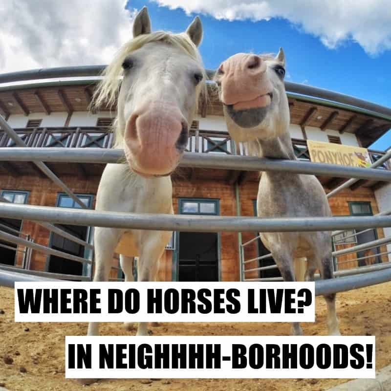 Where do horses live In neighhhh borhoods