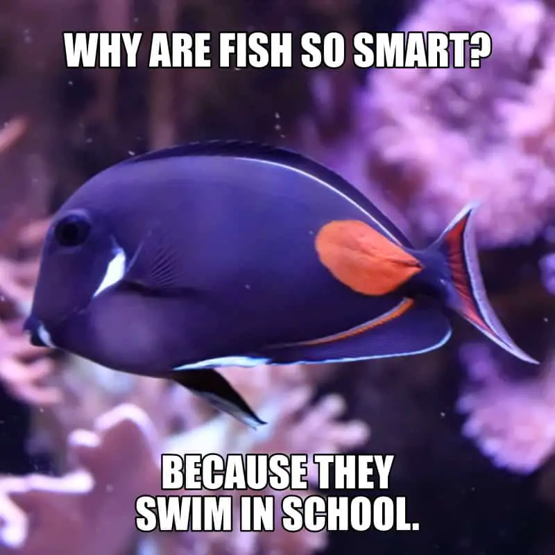 Why are fish so smart Because they swim in school