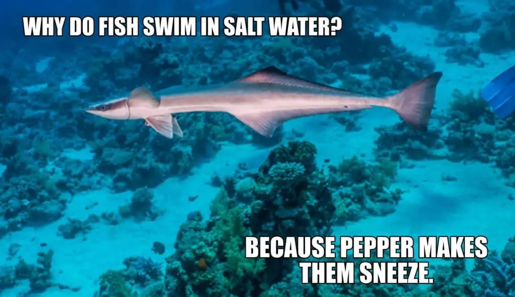Why do fish swim in salt water Because pepper makes them sneeze