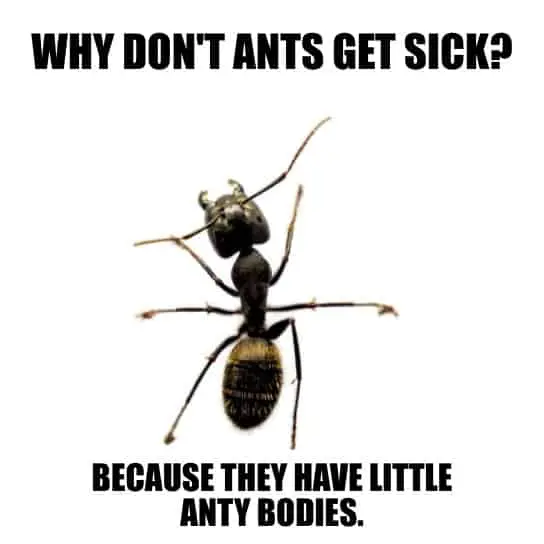 Why dont ants get sick Because they have little anty bodies