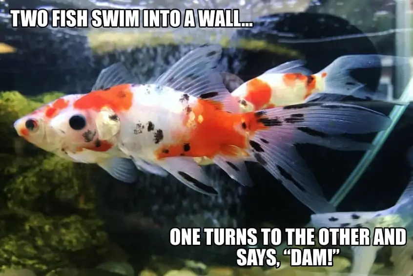 Two fish swim into a wall One turns to the other and says Dam