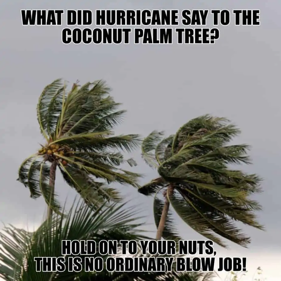 What did hurricane say to the coconut palm tree Hold on to your nuts this is no ordinary blow job