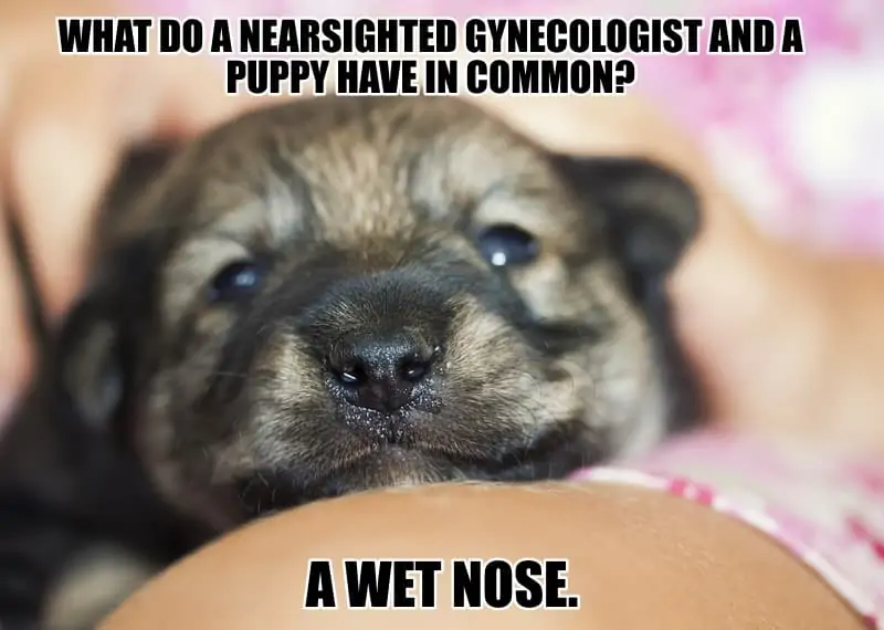 What do a nearsighted gynecologist and a puppy have in common A wet nose
