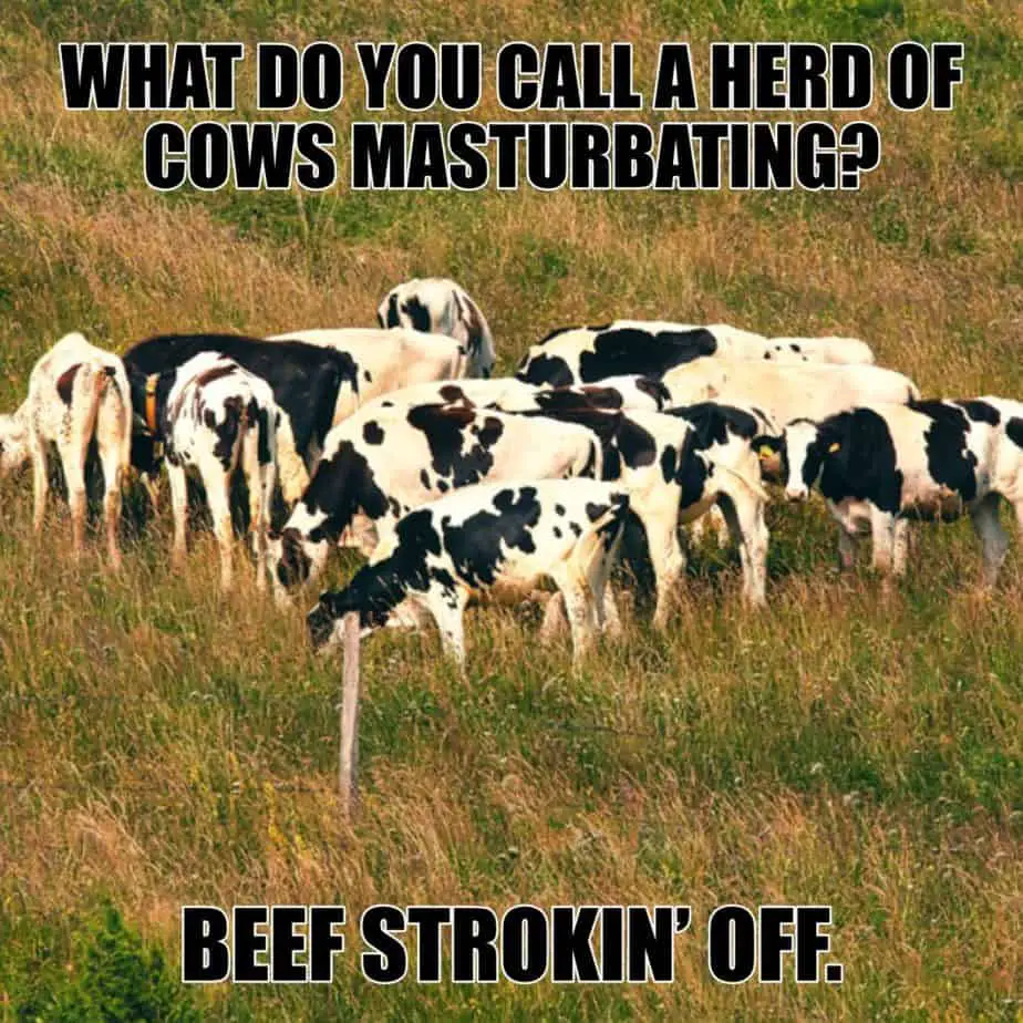 What do you call a herd of cows masturbating Beef strokin off.