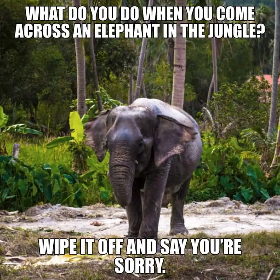 What do you do when you come across an elephant in the jungle Wipe it off and say you’re sorry