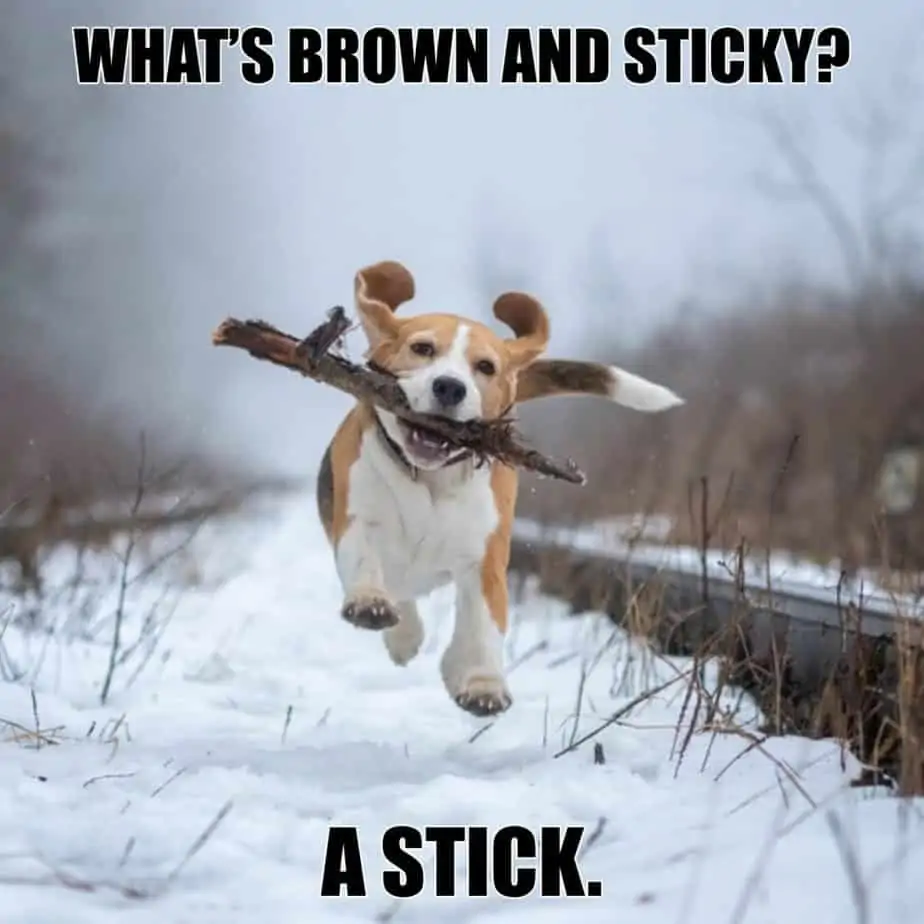 Whats brown and sticky A stick