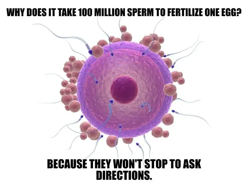Why does it take 100 million sperm to fertilize one egg Because they wont stop to ask directions