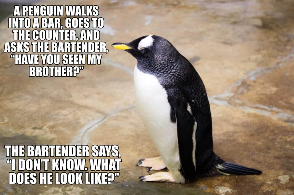 Corny and Cheesy Jokes - A penguin walks into a bar