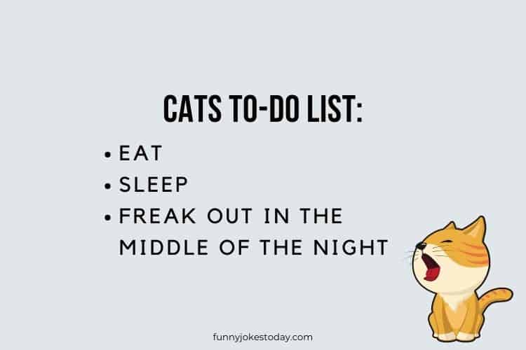 Animal Jokes - Cats to-do list