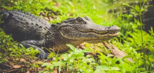 Alligator Jokes You Won't Scare To Laugh At