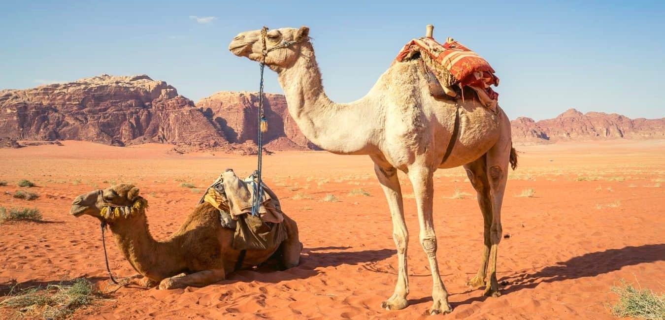 35+ Best Camel Jokes To Fill Your Thirst With Laughter