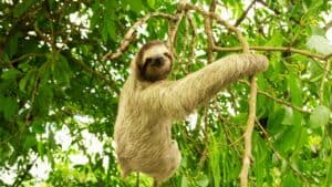 Hilarious Sloth Jokes to Keep You Laughing