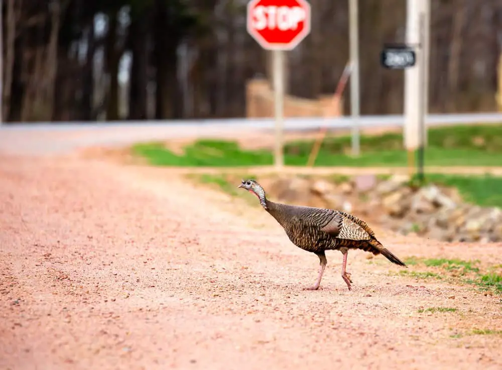 Funniest ‘Why Did Chicken Cross the Road Jokes’ for Your Enjoyment