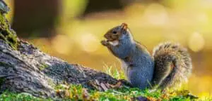 Get Your Nutty Fix with These Hilarious Funny Squirrel Jokes