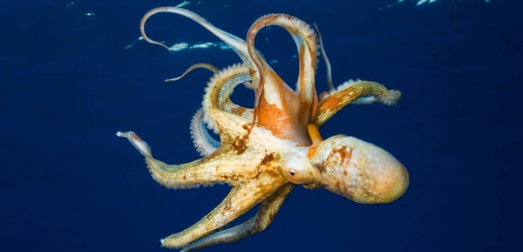 Octopus Jokes and Puns That Will Stick With You Forever