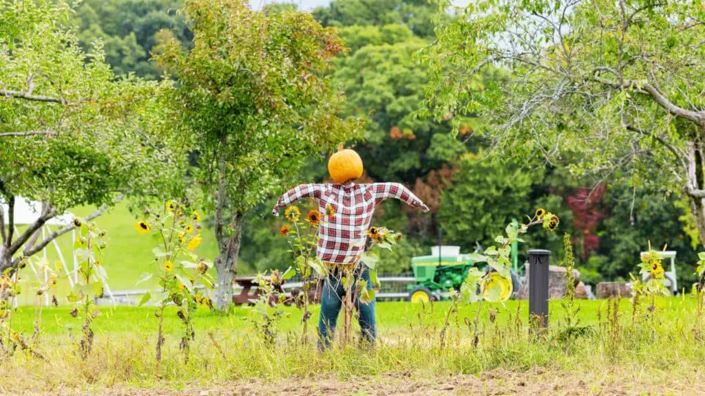 Scarecrow Jokes to Harvest Your Laughter