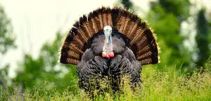 Turkey Jokes That Will Make You Want To Gobble Them Up