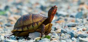 Funny Turtle Jokes That Will Give You A Shell-ebration