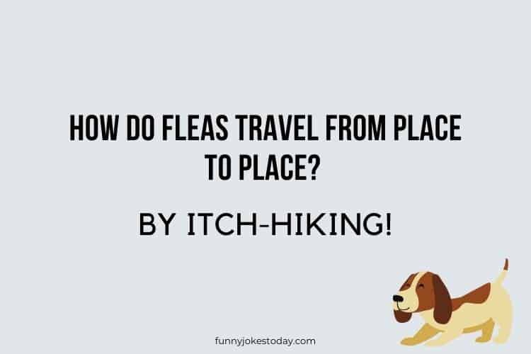 Dog Jokes - How do fleas travel from place to place?