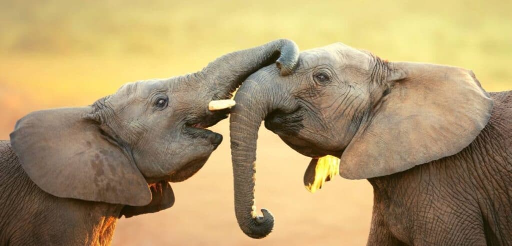 Elephant Jokes with lovely Elephant Couple