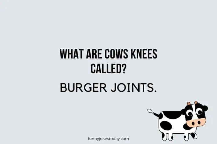 Cow Jokes - What are cows knees called? 