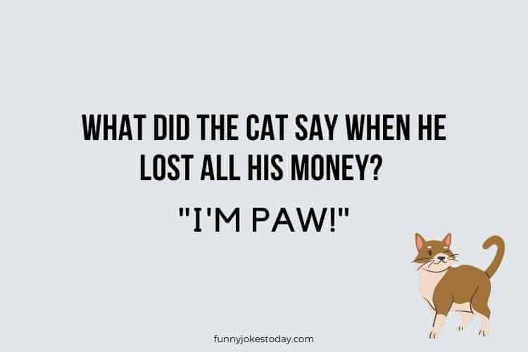 Cat Jokes - What did the cat say when he lost all his money?