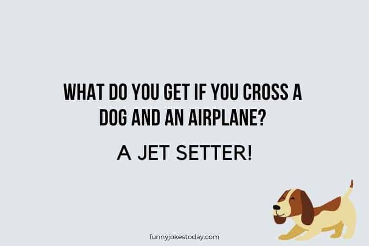 Dog Jokes - What do you get if you cross a dog and an airplane?