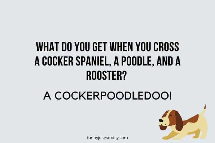 Dog Jokes - What do you get when you cross a cocker spaniel, a poodle, and a rooster?
