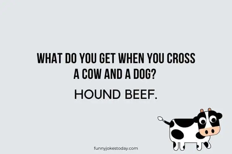 Cow Jokes - What do you get when you cross a cow and a dog?