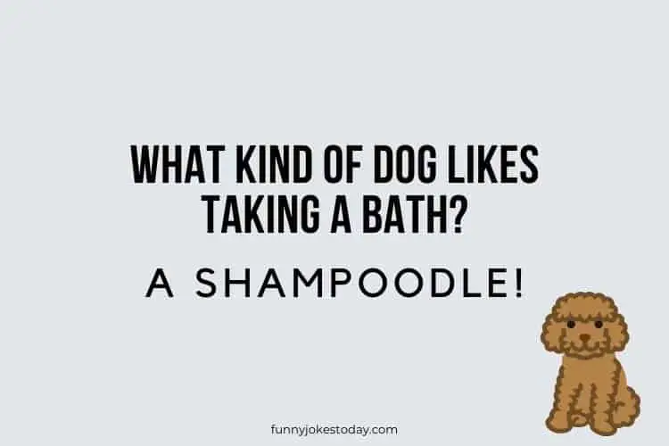 Animal Jokes - What kind of dog likes taking a bath?