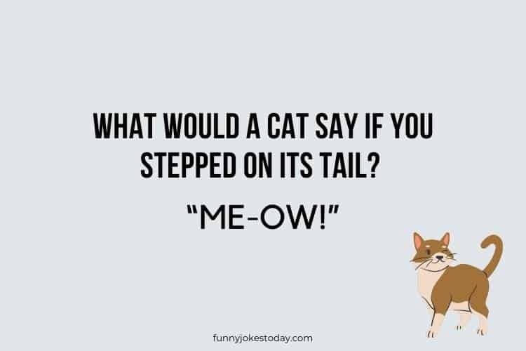 Cat Jokes - What would a cat say if you stepped on its tail?