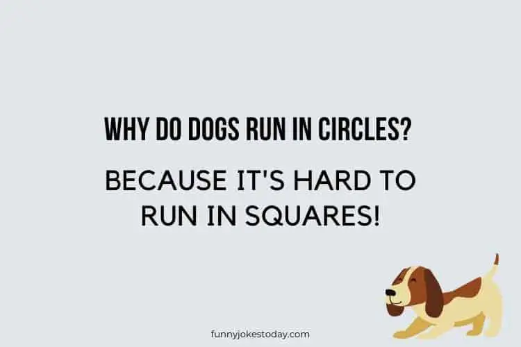 Dog Jokes - Why do dogs run in circles?