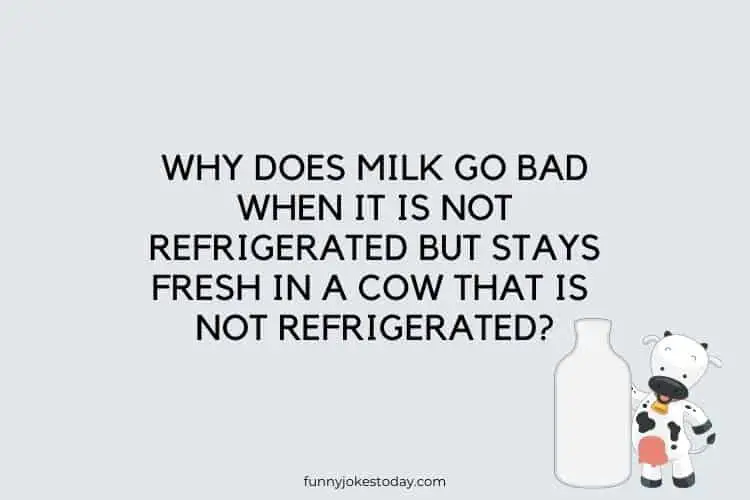 Funny Questions to Ask - Why does milk go bad when it is not refrigerated but stays fresh in a cow that is not refrigerated? 