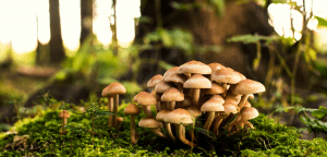 Mushroom Jokes That Are Really Fun-gi